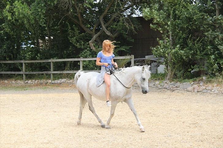 Anden særlig race Chiara - 17# Vibeke og Chiara rider dressur [taget af Suz] Photoshoot dag: den absolut eneste grund til at der blev redet uden hjelm ;) billede 13