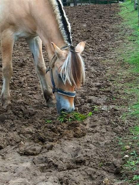 Fjordhest Clausen  - Mums .. Lidt græs.  Fotograf: Merete billede 18
