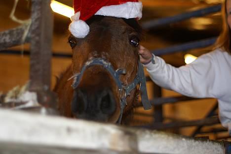 Anden særlig race Fonzy (DØD) - Fonzy som nisse billede 2