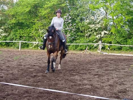 Dansk Varmblod Lykke's Don Zio * Solgt:( billede 11