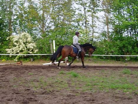 Dansk Varmblod Lykke's Don Zio * Solgt:( billede 12