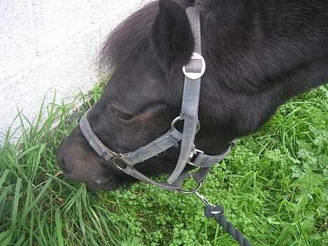 Anden særlig race Late (DØD) - Lille Late der lige skulle ud og græsse billede 1