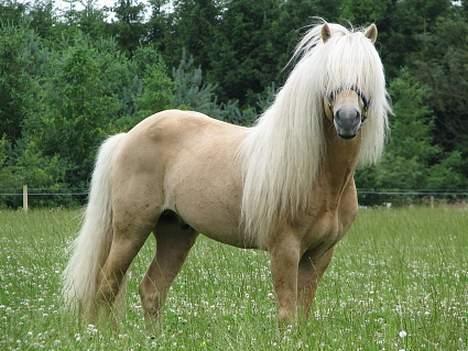 Islænder Lygna f. Boes  - Blöndal fra Isafold! <´3 Lygna´s far! ;b billede 11