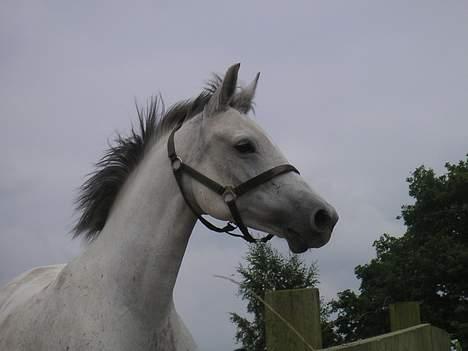 Anden særlig race Late (DØD) - Tøzzens bedste ven Jojet  billede 3
