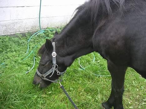 Anden særlig race Late (DØD) - Og så lidt mere græs........og lidt mere...............................................og så lige lidt mere billede 6
