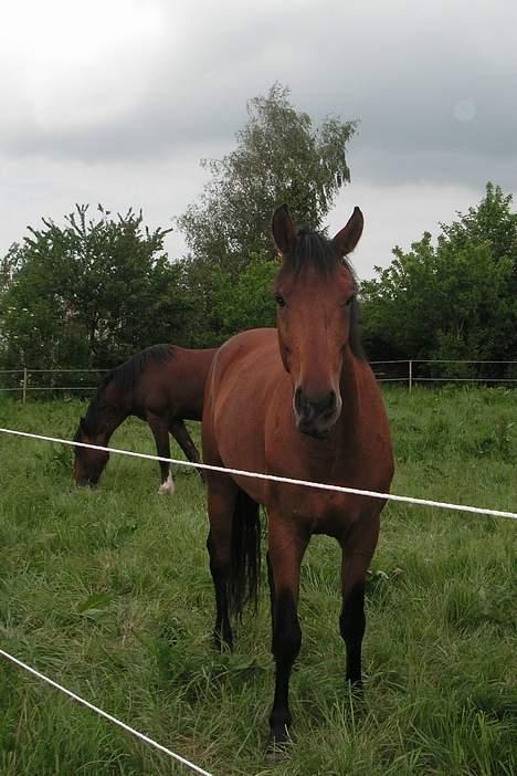 Anden særlig race Zargo - Dejlige Zargo!  billede 7