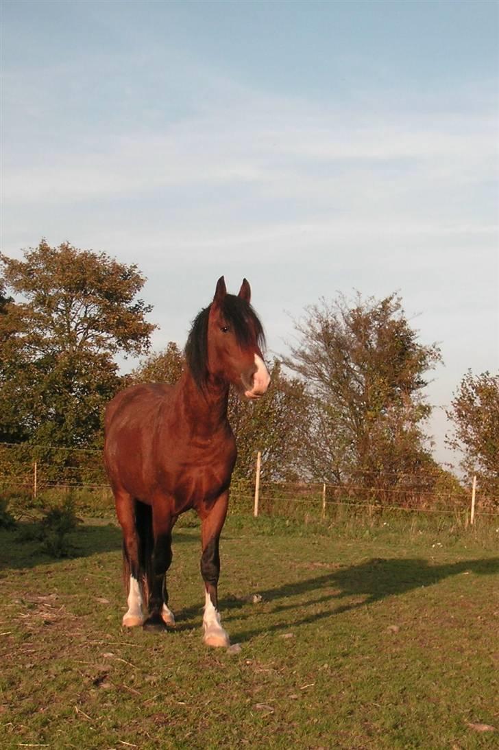 Welsh Cob (sec D) Lillelunds D'Artagnan - Tanni 2,5 år oktober 07 billede 7
