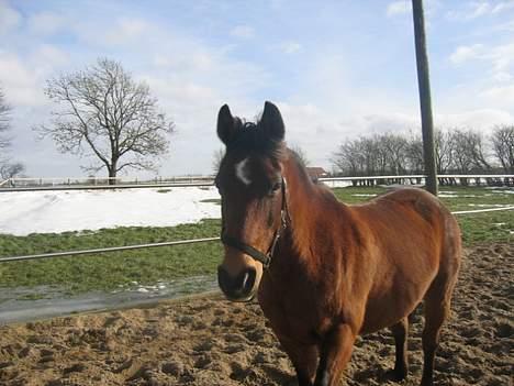 DSP MILAN - Farvel fra mig & Milan ! billede 20