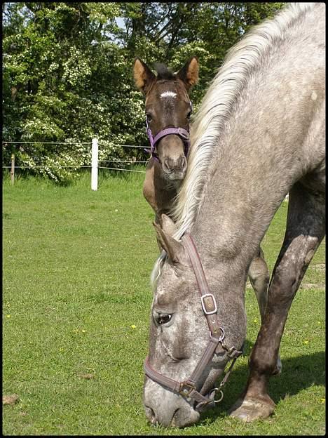 Knabstrupper *Holbæks Shiloh* Solgt * - 22/5 07 billede 15