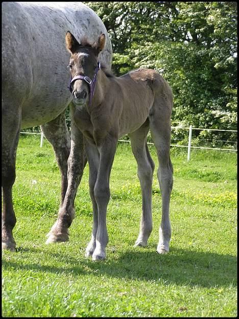 Knabstrupper *Holbæks Shiloh* Solgt * - 22/5 07 billede 16