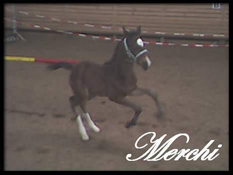 Welsh Partbred (Sec F) *Merchi*  solgt - Her kommer jeg.... billede 4