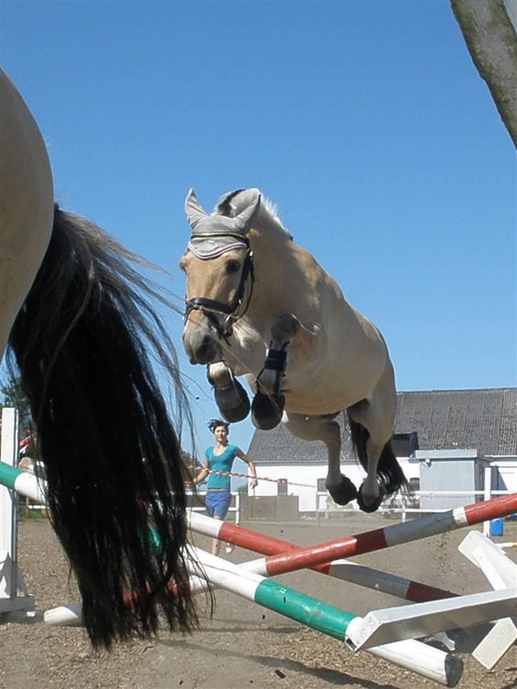 Fjordhest Toffi - toffi min bedste ven. <3 billede 3