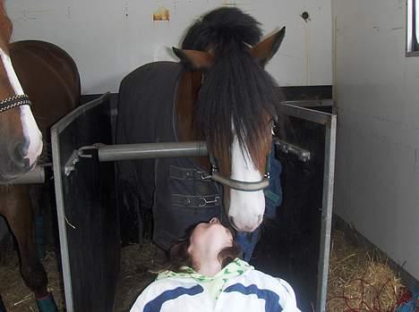 DSP Bæklunds Laredo (SOLGT) - Haha´ Mys mys´ Trine & Laredo :) billede 19