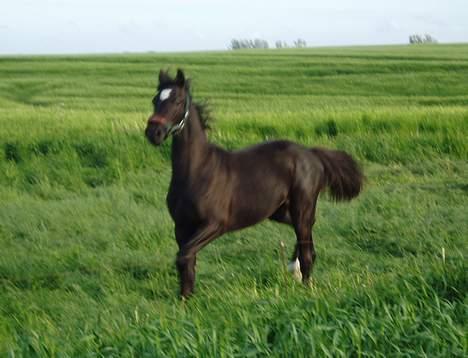 Dansk Varmblod Albert SOLGT - Maj 2007 billede 12