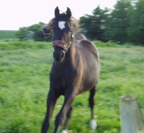 Dansk Varmblod Albert SOLGT - Maj 2007 billede 13