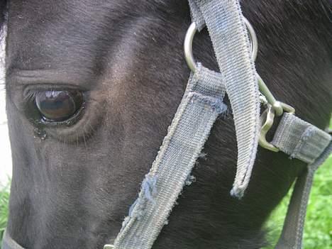 Anden særlig race Late (DØD) - Nær billede af lille Late billede 7