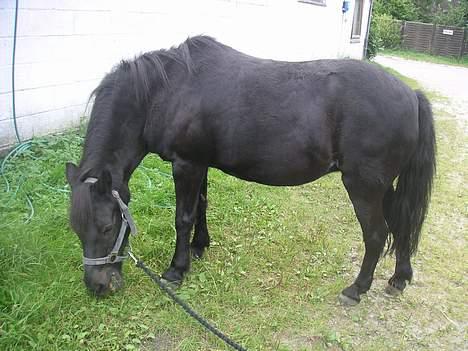 Anden særlig race Late (DØD) - Så meget græs kun til mig!!! Dejligt! billede 8