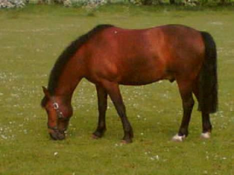 Anden særlig race Kurt ( Urt ) - KURT billede 1