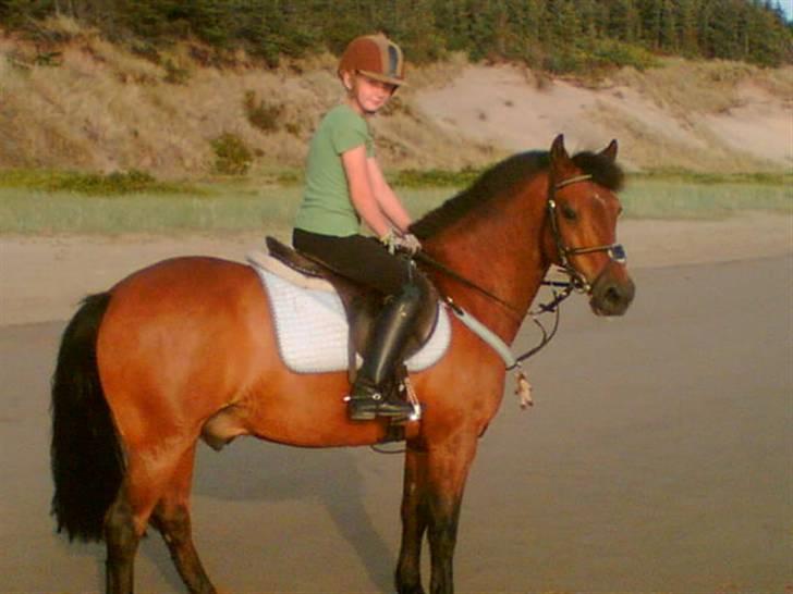 Anden særlig race Kurt ( Urt ) - En aftens tur på stranden i Marbæk.. billede 3