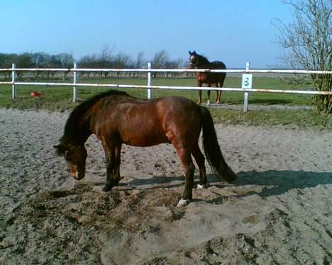Anden særlig race Kurt ( Urt ) - Skal jeg rulle mig her.. ? billede 4