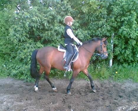 Anden særlig race Kurt ( Urt ) - Lidt ridning på banen ved stalden billede 5