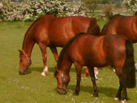 Anden særlig race Kurt ( Urt ) - Kurt og Firaz på græs.. billede 6