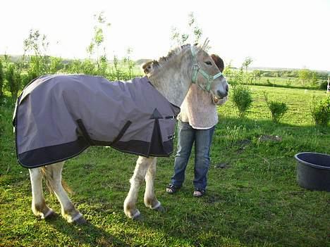 Fjordhest Nidja<33 {SOLGT} billede 2