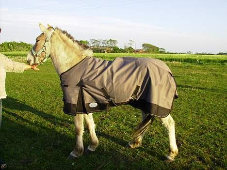 Fjordhest Nidja<33 {SOLGT} billede 3