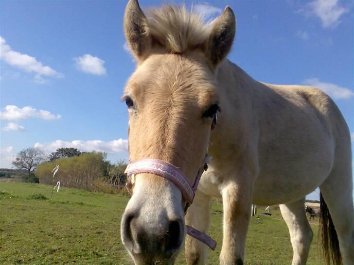 Fjordhest Nidja<33 {SOLGT} billede 4