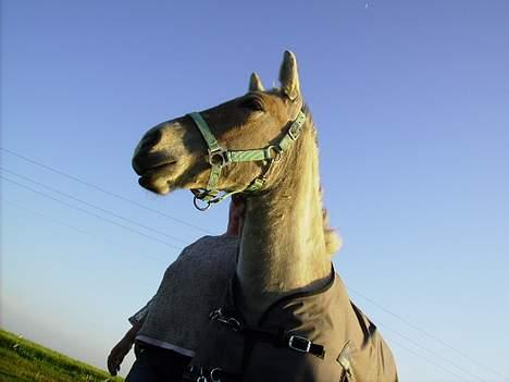 Fjordhest Nidja<33 {SOLGT} billede 5