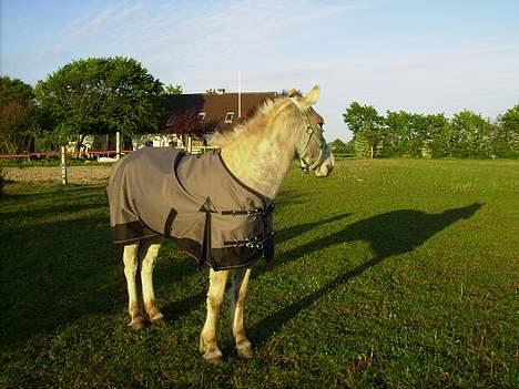 Fjordhest Nidja<33 {SOLGT} billede 6