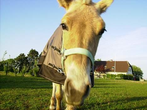 Fjordhest Nidja<33 {SOLGT} billede 7