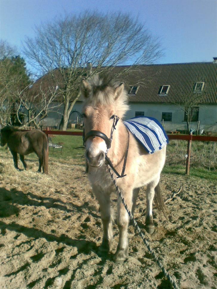 Fjordhest Nidja<33 {SOLGT} - Os lidt Træning. (:  billede 8