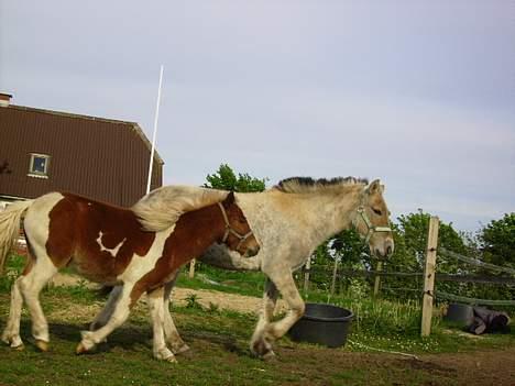 Fjordhest Nidja<33 {SOLGT} billede 9