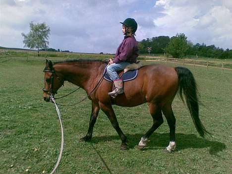 Arabisk fuldblod (OX) Grafic OX 1524 - Grafic passer godt på Barbara der lige prøver mors hest billede 11