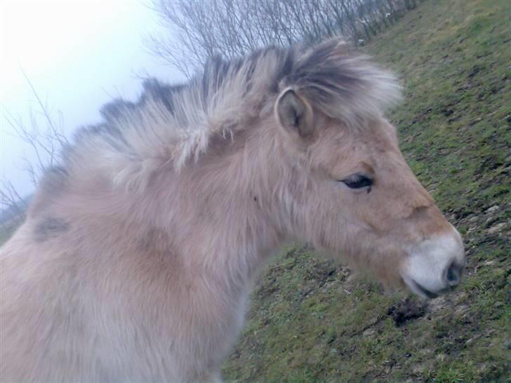 Fjordhest Nidja<33 {SOLGT} - Hende med Vinter pels. :b , en rigtig bamse <3 billede 10