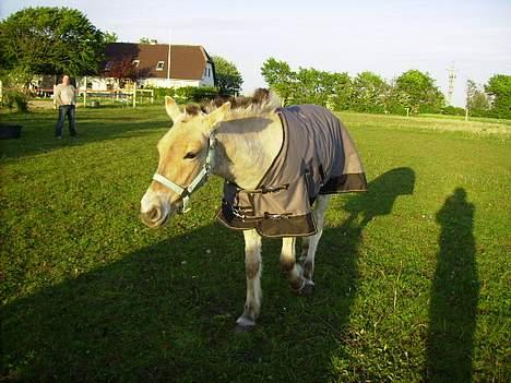 Fjordhest Nidja<33 {SOLGT} billede 11