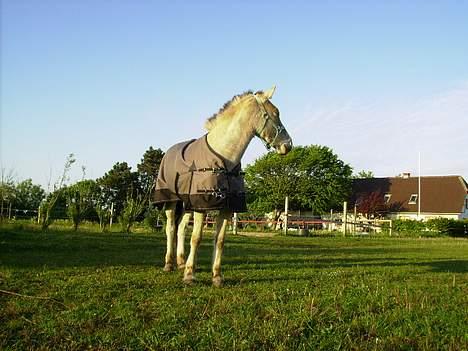 Fjordhest Nidja<33 {SOLGT} billede 12