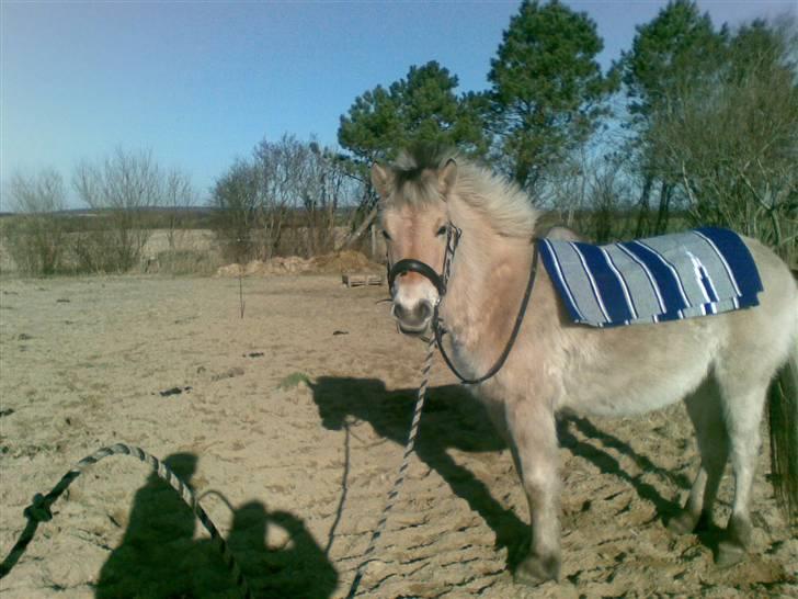 Fjordhest Nidja<33 {SOLGT} - Lidt igang med træningen . :b  billede 13