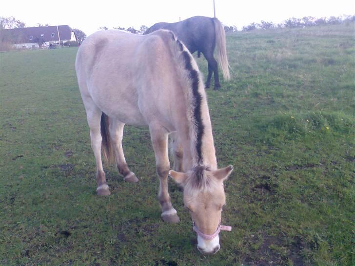 Fjordhest Nidja<33 {SOLGT} billede 14