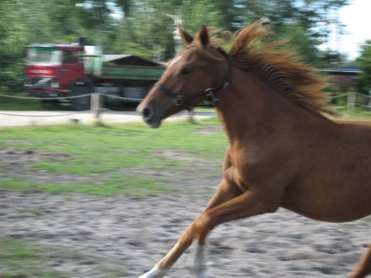 Anden særlig race Nørregaards Moonlight-Død - ALLE BILLEDER ER PRIVATE OG SKAL NETOP IKK KOPIRES !!!!!!! Tak !   billede 5