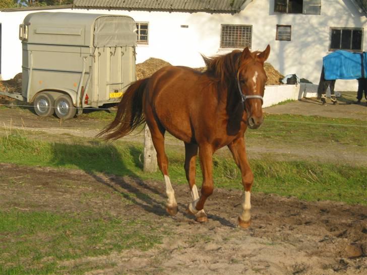 Anden særlig race Nørregaards Moonlight-Død - ALLE BILLEDER ER PRIVATE OG SKAL NETOP IKK KOPIRES !!!!!!! Tak !   billede 6