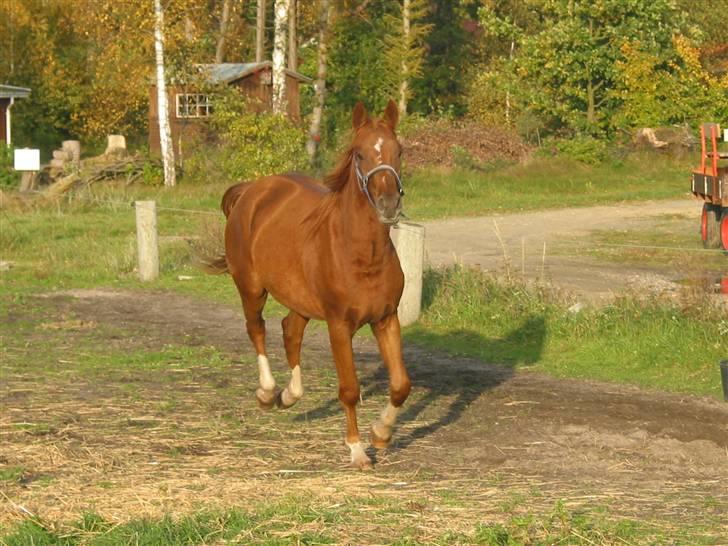 Anden særlig race Nørregaards Moonlight-Død - ALLE BILLEDER ER PRIVATE OG SKAL NETOP IKK KOPIRES !!!!!!! Tak !   billede 12