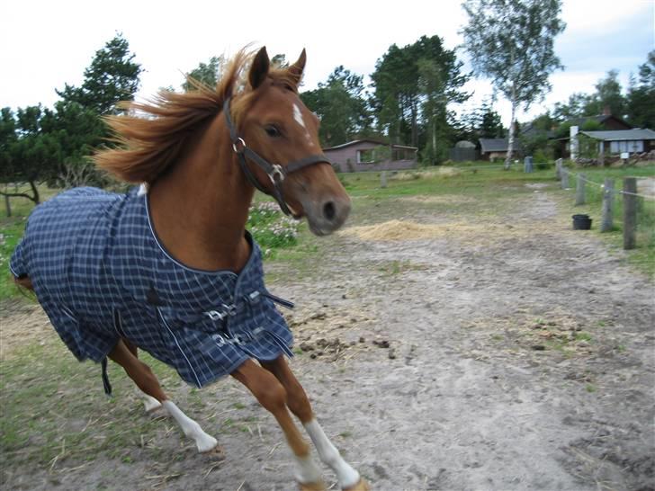 Anden særlig race Nørregaards Moonlight-Død - ALLE BILLEDER ER PRIVATE OG SKAL NETOP IKK KOPIRES !!!!!!! Tak !   billede 13