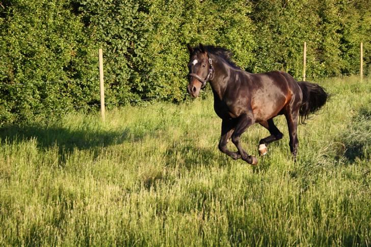 Tysk Sportspony King Louis S [AVLSHINGST] - Til stævne i Klarup xD *Nyt*  Fotograf SofieHald<3(: billede 12