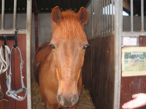 New Forest Prins, solgt - ´Jeg kigger lige ud´.. billede 7