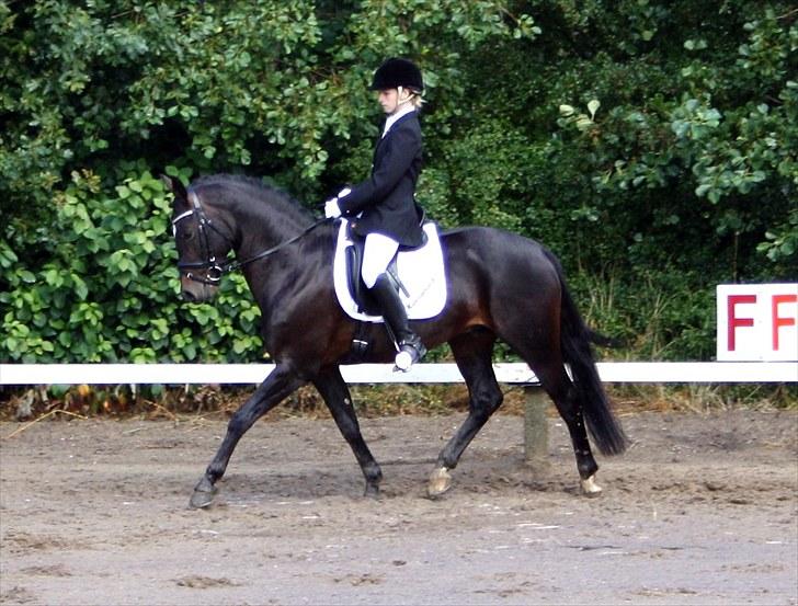 Tysk Sportspony King Louis S [AVLSHINGST] - Distriktmesterskaberne for hold 2009 :* <3 billede 13