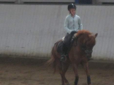 New Forest Prins, solgt - Prins i aktion!;D billede 9