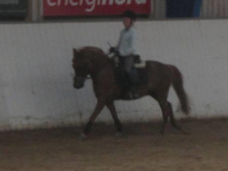 New Forest Prins, solgt - Mig&Prins billede 10