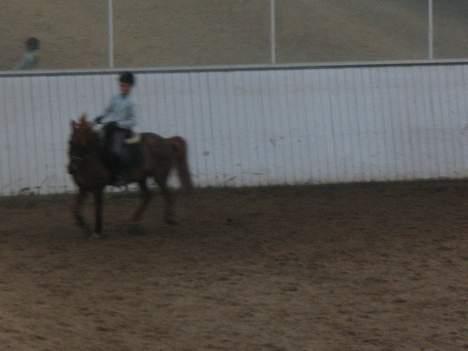 New Forest Prins, solgt - Waov<3 hehe billede 11